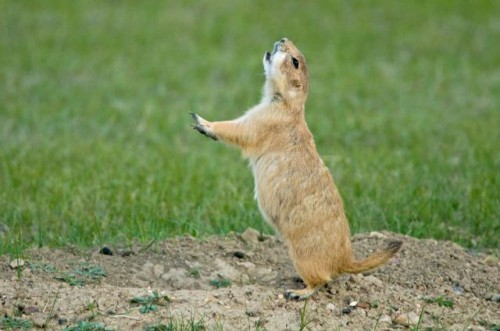 prairie_dog